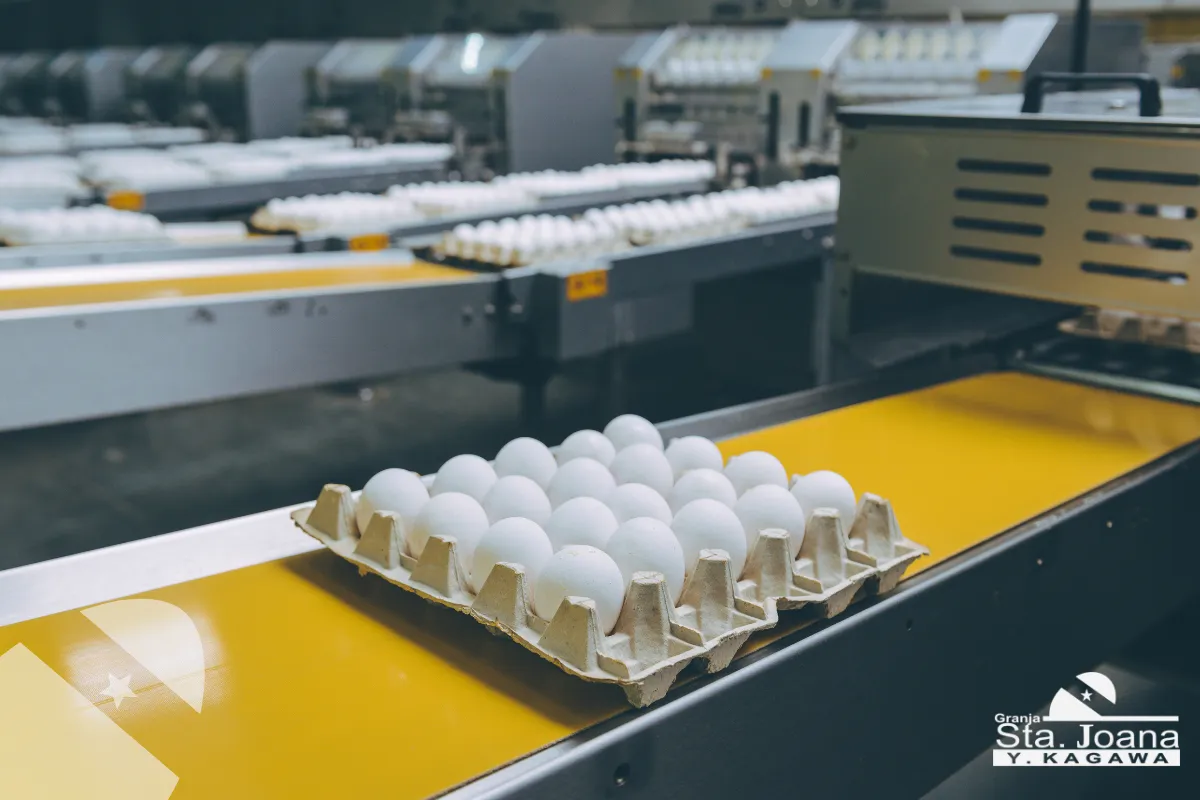 Produção sustentável de ovos